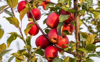 Ein goldiger Herbst